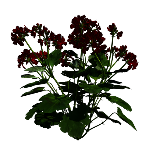 Geranium 'Amri Trared'