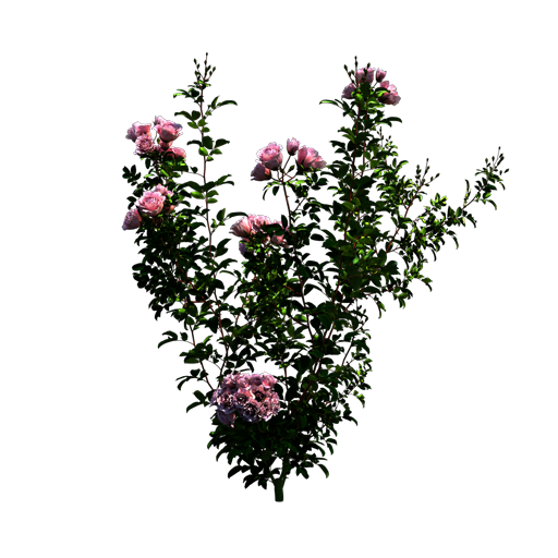 Polyantha Rose 'The Fairy'