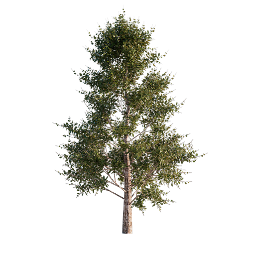 Alder Tree