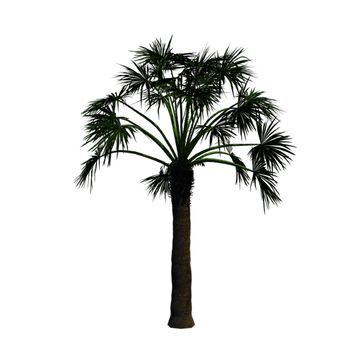 Desert Fan Palm