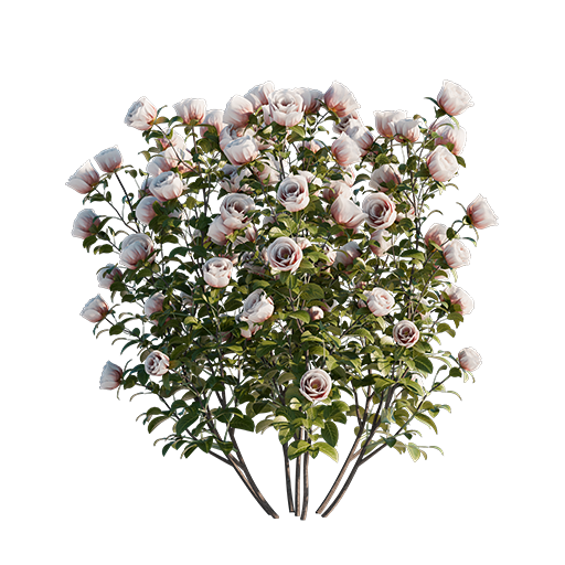 Roses - Pink - 0.49 m