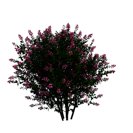 Round-Leaf Mintbush 'Rosea'