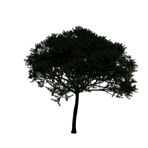 Stone Pine