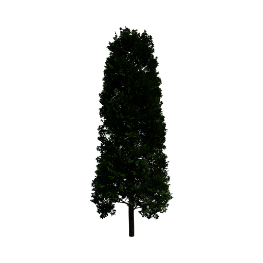 Bay Laurel