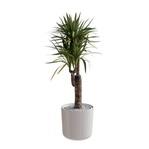 Yucca Palm 01