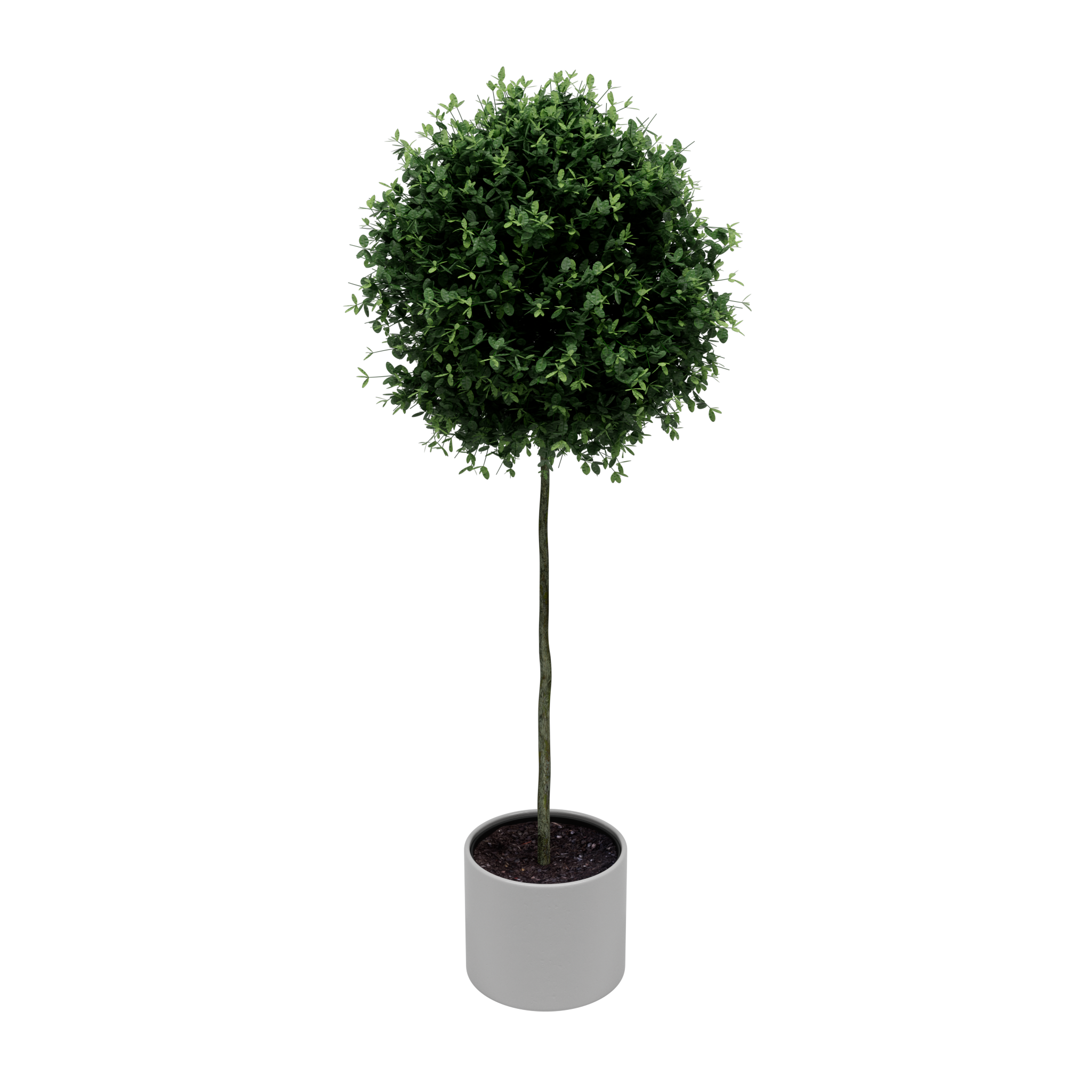 Boxwood 01