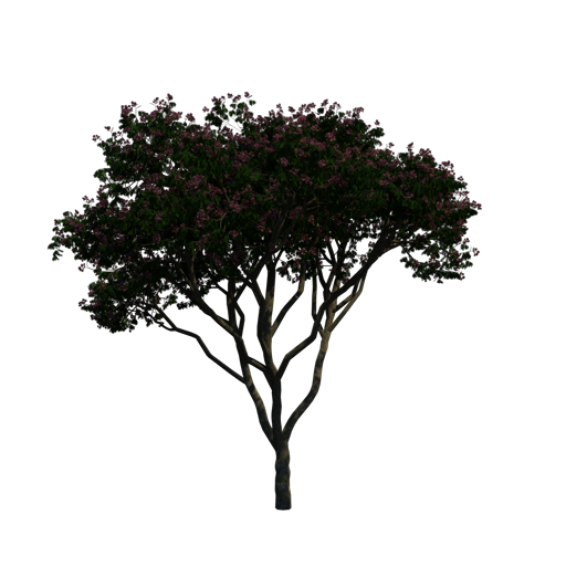 Rain Tree