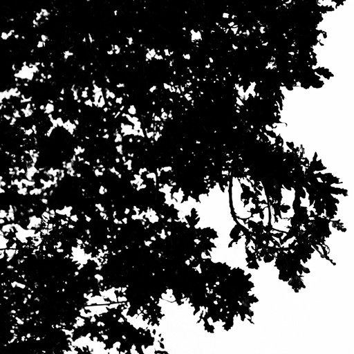 mxn_gobos_ext_tree_008_v01_srgb.png