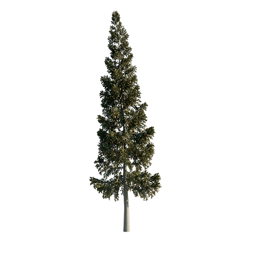 Grand Fir - Abies Grandis 01