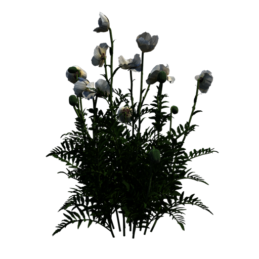 Oriental Poppy 'Checkers'