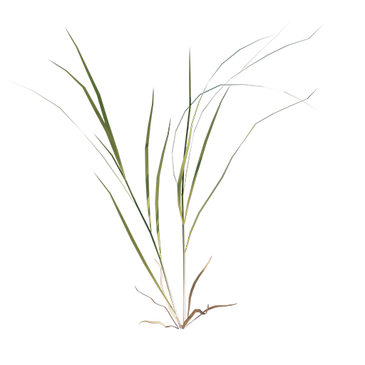 Grass 05 - Wild