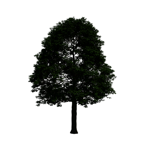 Field Maple