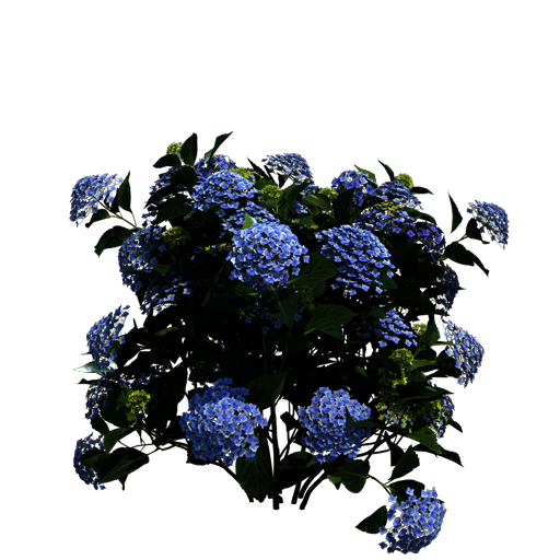 Bigleaf Hydrangea 'Blue Ballad'