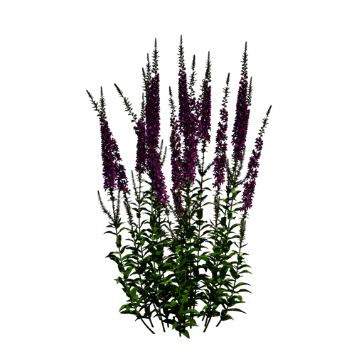 Purple Loosestrife 'Robin'