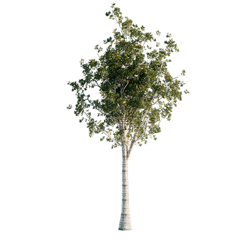 Silver Birch Tree