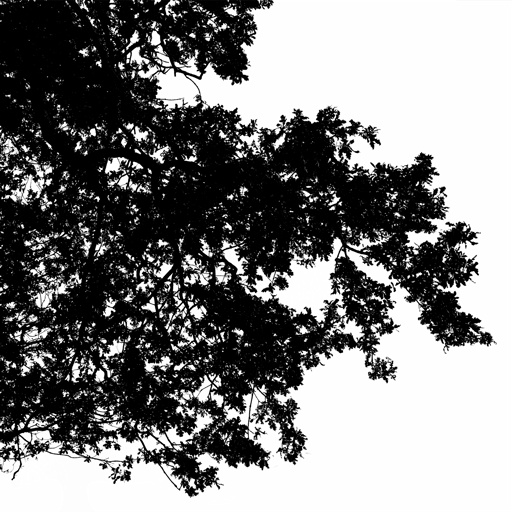 mxn_gobos_ext_tree_007_v01_srgb.png