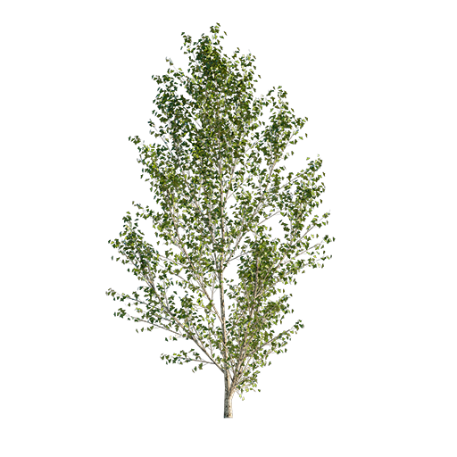 Black Poplar Tree Young