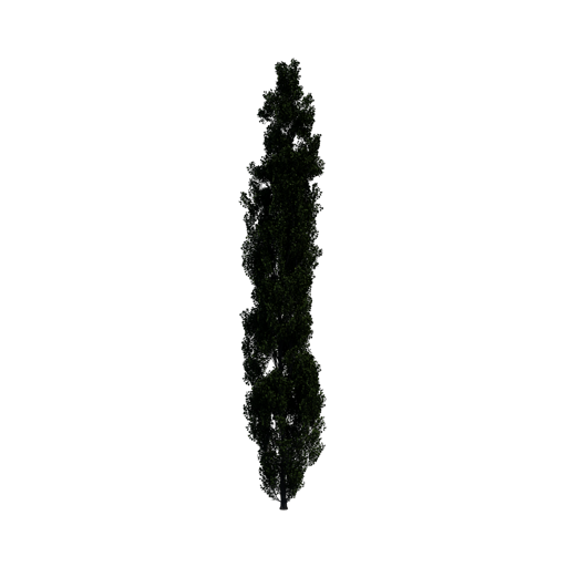 Lombardy Poplar