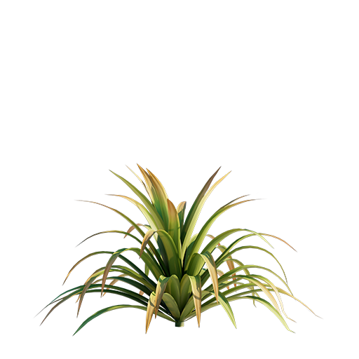 Yucca - 0.69 m