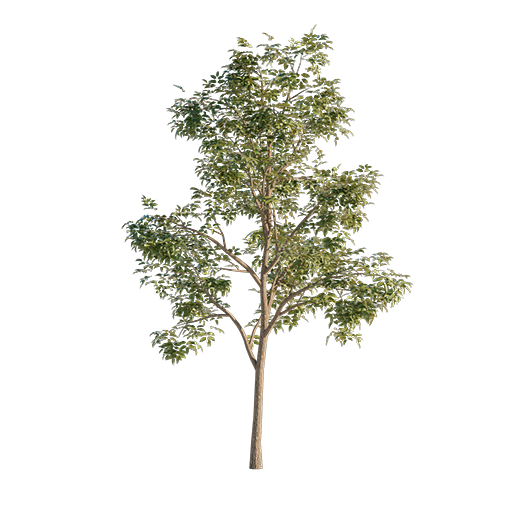 Maple Tree - 4 m