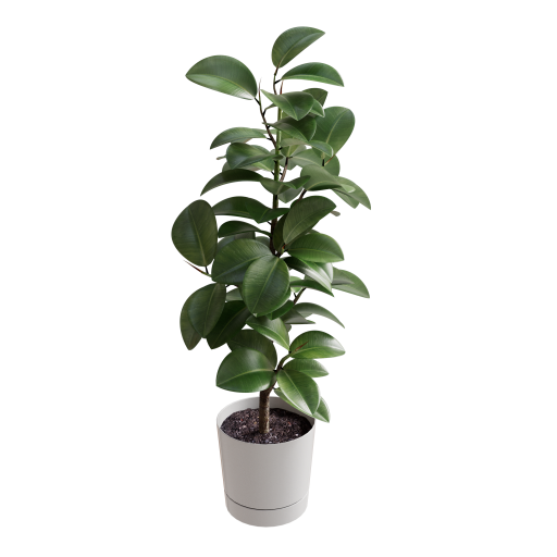 Ficus Elastica 01