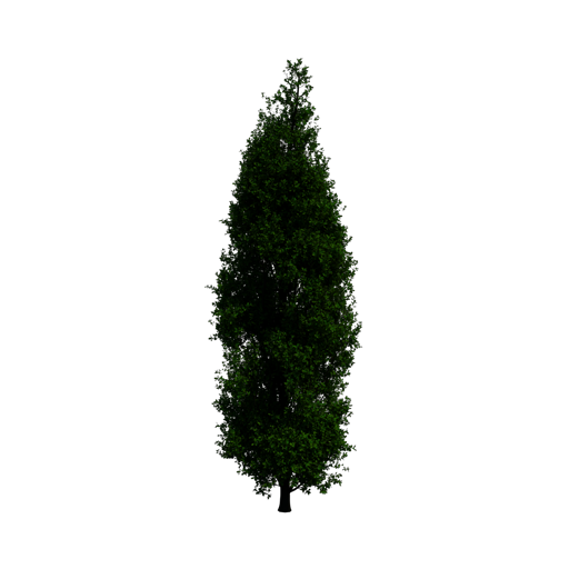 Cypress Oak