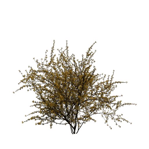 Virginian Witch-Hazel