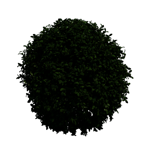 Japanese Holly 'Convexa'