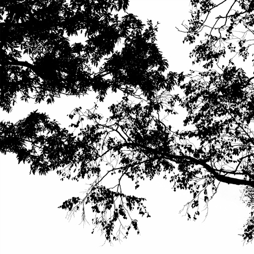 mxn_gobos_ext_tree_011_v01_srgb.png