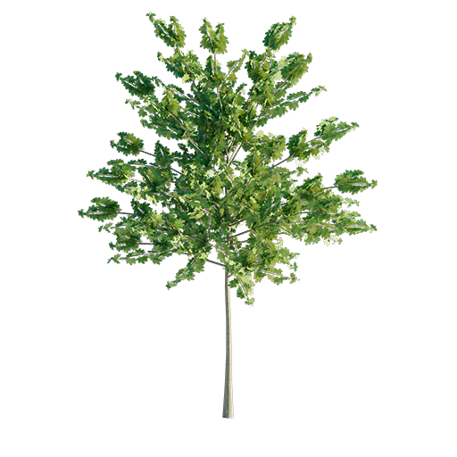 Maple Tree Young
