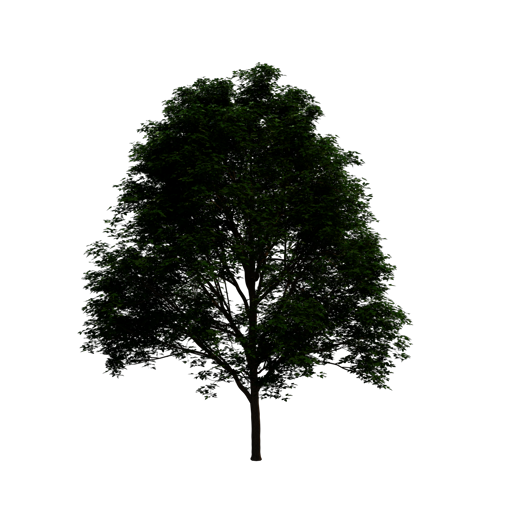 Box Elder