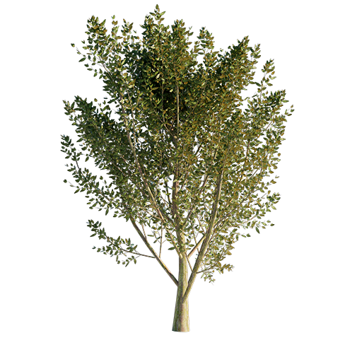 Hazel Tree