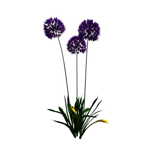 Dutch Garlic 'Purple Sensation'