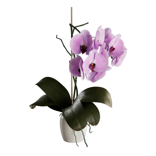 Orchid