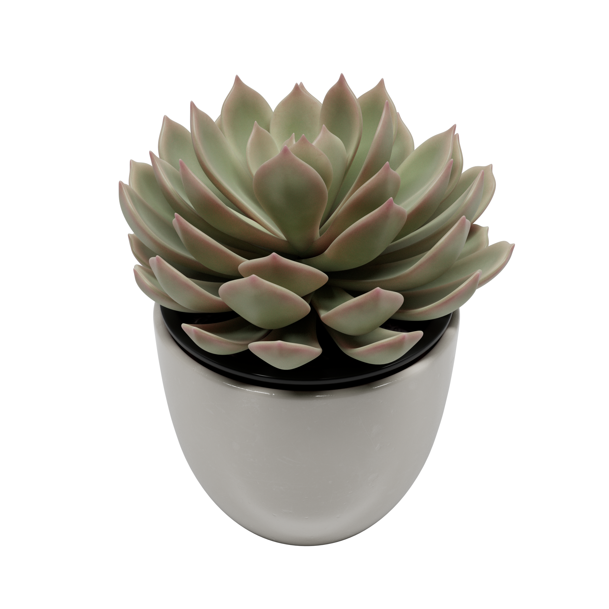Echeveria