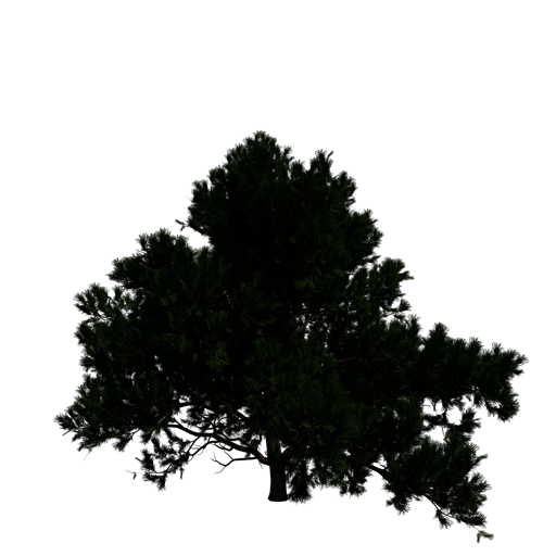 Shore Pine