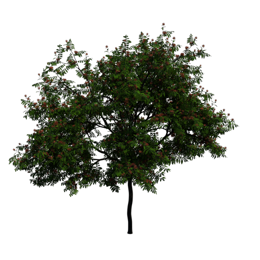 Persian Silk Tree
