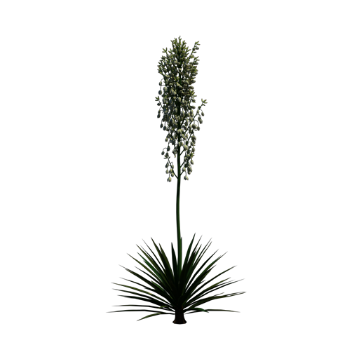 Mound Lily Yucca