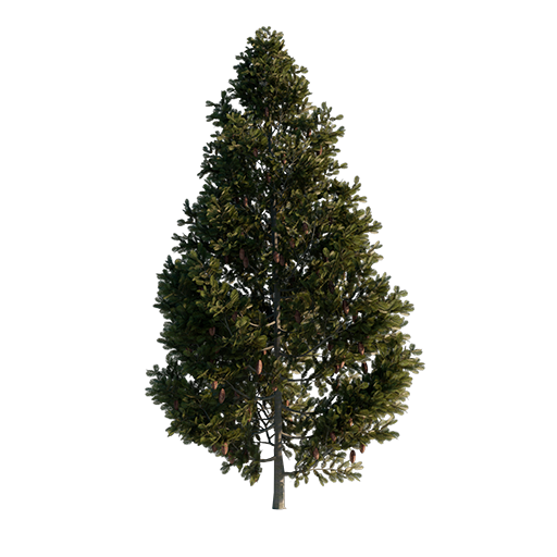 Grand Fir - Abies Grandis 03