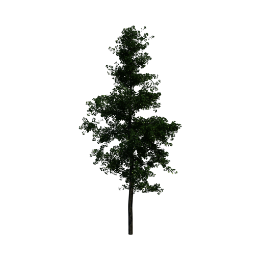 Ginkgo