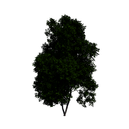 Sassafras