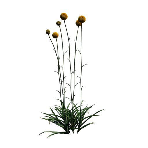 Drumstick Flower