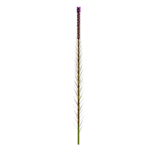 Liatris Spicata 03