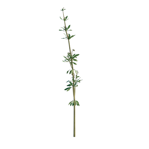 Cleavers - Galium Aparine 04