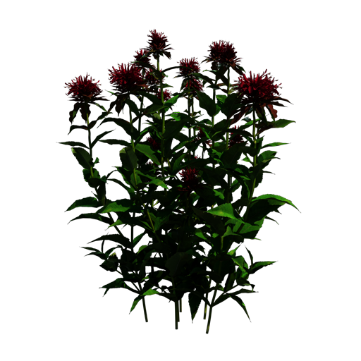 Bergamot 'Cambridge Scarlet'