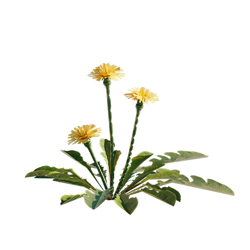 Dandelion 03 - Flowers - Low Res