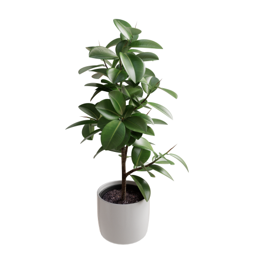 Ficus Elastica 02