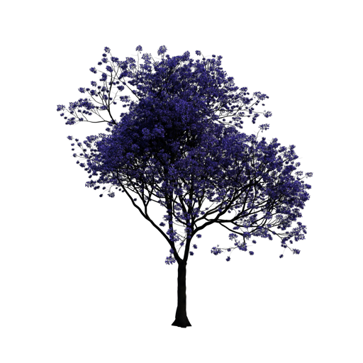 Jacaranda