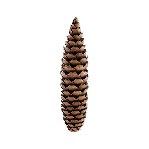 Spruce Cone 02