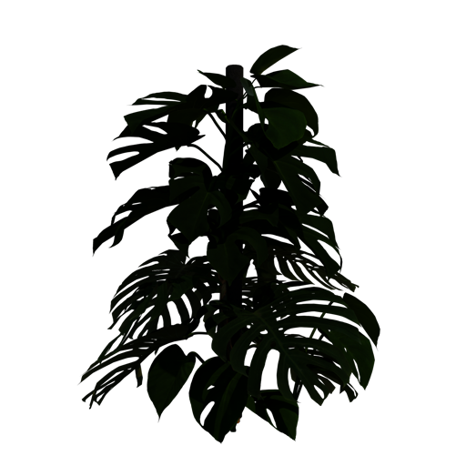 Swiss Cheese Plant